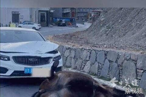 马匹与私家车相撞死亡 车祸现场搁置一直未处理