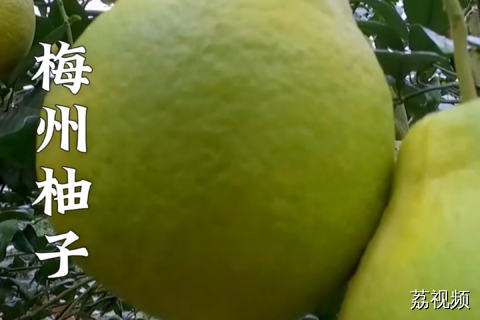 梅州沙田柚——广东人过年必囤，越放越甜！#老广的味道