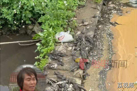 养猪场污水排放到河道，连清道夫都毒死一大片