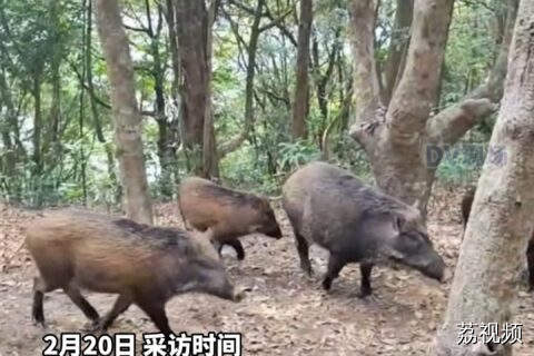 深圳梧桐山一野猪撞倒游客