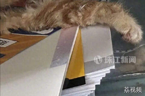 猫咪尸体被塞进学生课桌 警方：是被其他猫咬死的