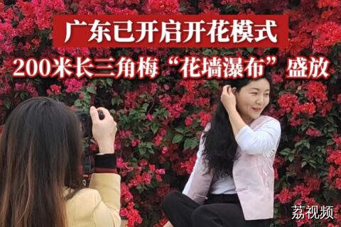 广东已开启开花模式，200米长三角梅“花墙瀑布”盛放