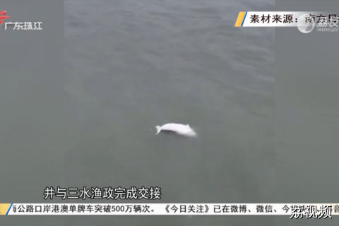 接力守护！北江再现“海上大熊猫”