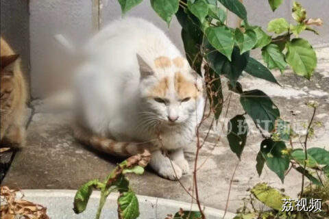 男子故意箭射多只猫咪，厦门警方：已行拘