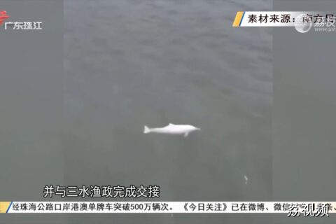 接力守护！北江再现“海上大熊猫”