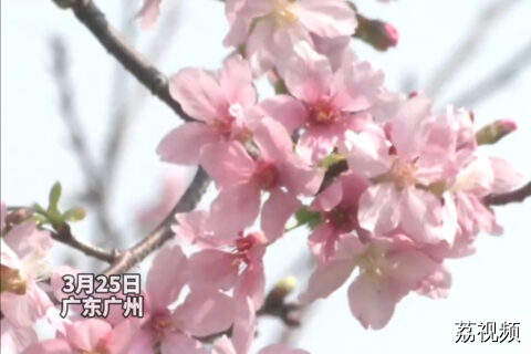 广州的春天处处都是好风光
