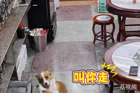 狗爸爸故意拖延不愿回家，被老婆凶完才不情不愿地起身