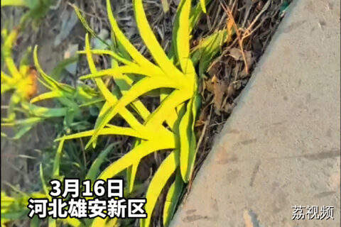 原来大家小时候画草都是写实派？