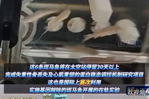 华南“鲤”工“鱼航员”跟着神舟二十上天了！
