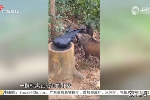 深圳梧桐山野猪拖家带口讨食，景区提醒：请勿靠近