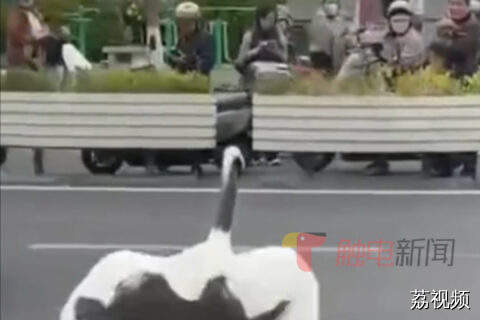 丹顶鹤组团盐城“压马路”，系野化训练期间“脱队逃跑”