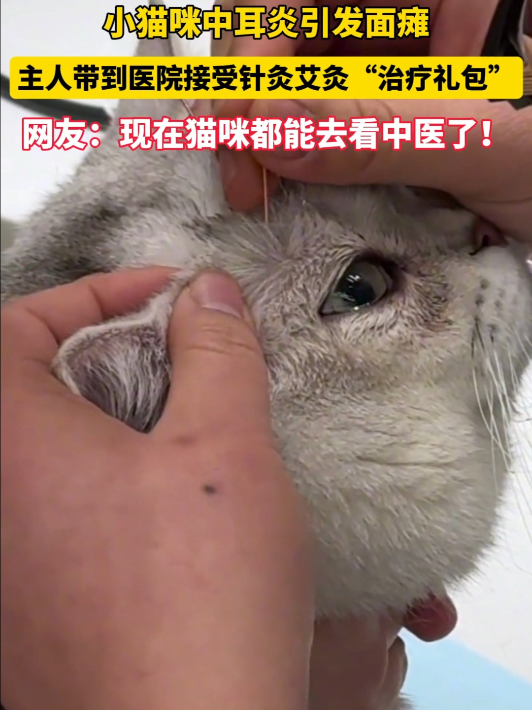 小猫咪中耳炎导致面瘫，主人带它“针灸”治疗
