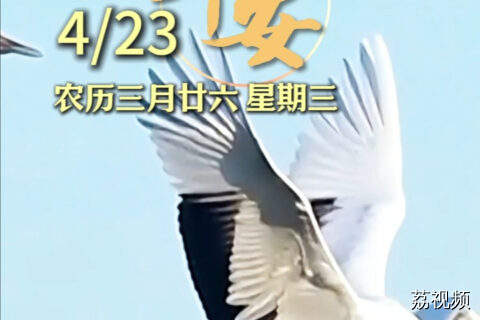 4月23日 | 鹤舞纷飞送吉祥 愿您笑容常开 健康常伴