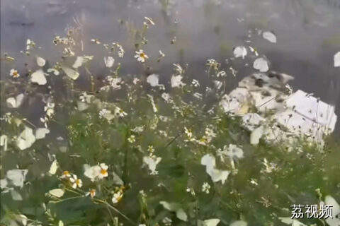 远看以为是叶子，近看蝴蝶停满枝，翩翩起舞在这一刻具象化了