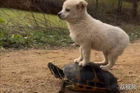 当狗子的坐骑是一只在陆地的乌龟时
