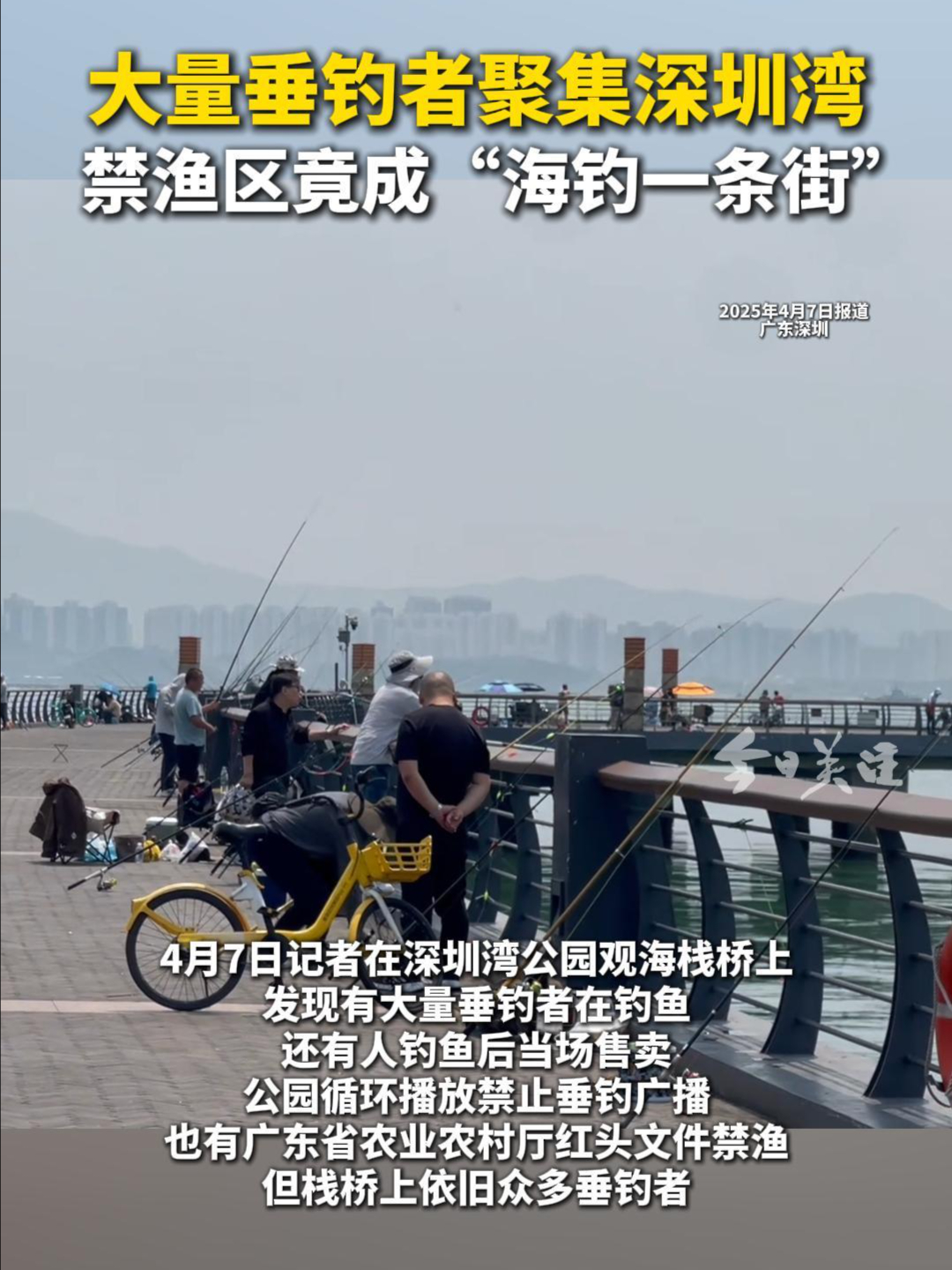 大量垂钓者聚集深圳湾 禁渔区竟成“海钓一条街” | 荔视频