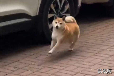 当小狗狗超开心时小脚丫会啪嗒啪嗒的