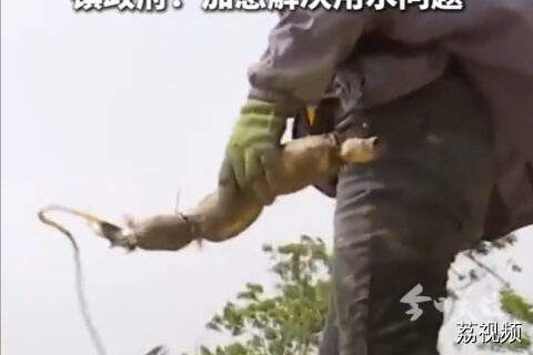 湛江坡头持续干旱严重缺水 藕农被迫沙地种植莲藕