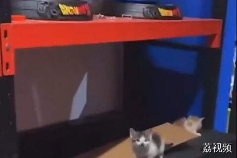 男子打开地下室竟发现了三只小奶猫