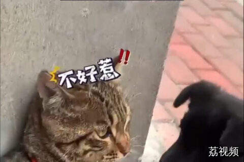 小狗招惹猫咪结果反被压制