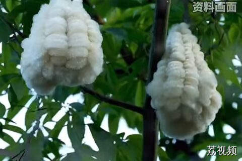 广东异木棉“长出小绵羊”