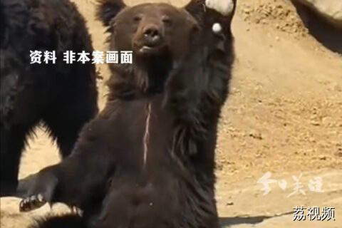 河北一动物园有熊出逃