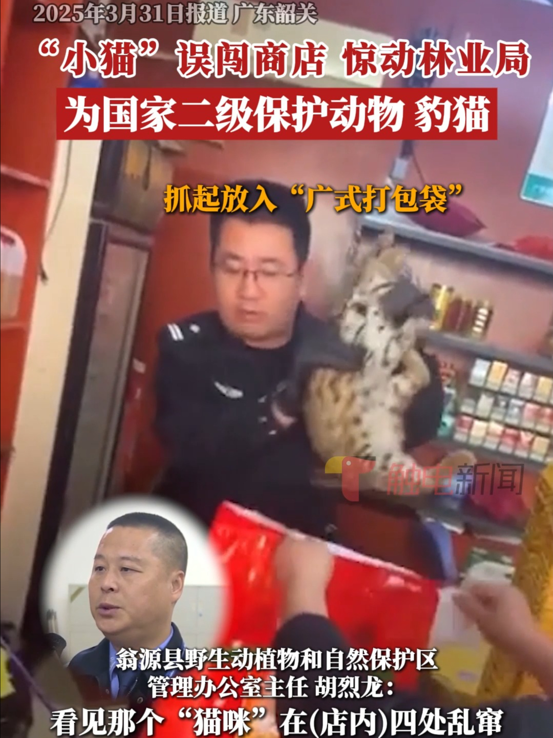“小猫”误闯商店惊动林业局，为国家二级保护动物豹猫