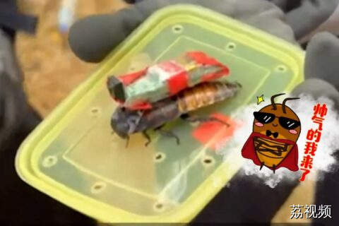 每次工作约45分钟，全球首次使用“半机械蟑螂”参与地震救援