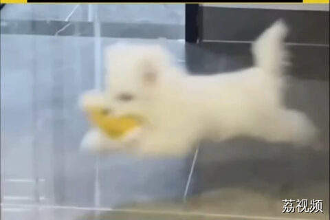 主人:当初明明选的是狗舍里最文静的狗狗啊