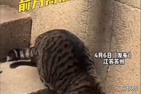 游客围观西园寺猫猫表演绝活