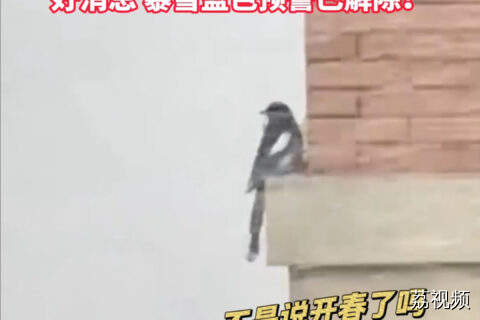 风还没吹完大雪又来了？喜鹊都开始思考鸟生：春天在哪里？