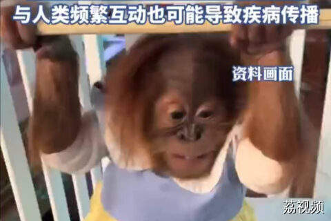园方回应为猩猩幼崽穿衣扎辫