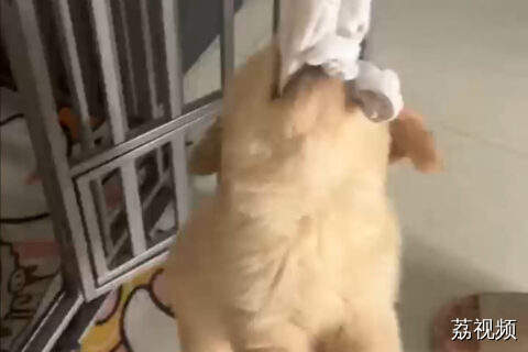 当犟种狗狗遇上想培养体操冠军的妈妈