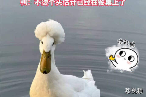 玄武湖“烫头鸭”走红，景区：爆炸头是天生的，曾是明代宫廷宠物