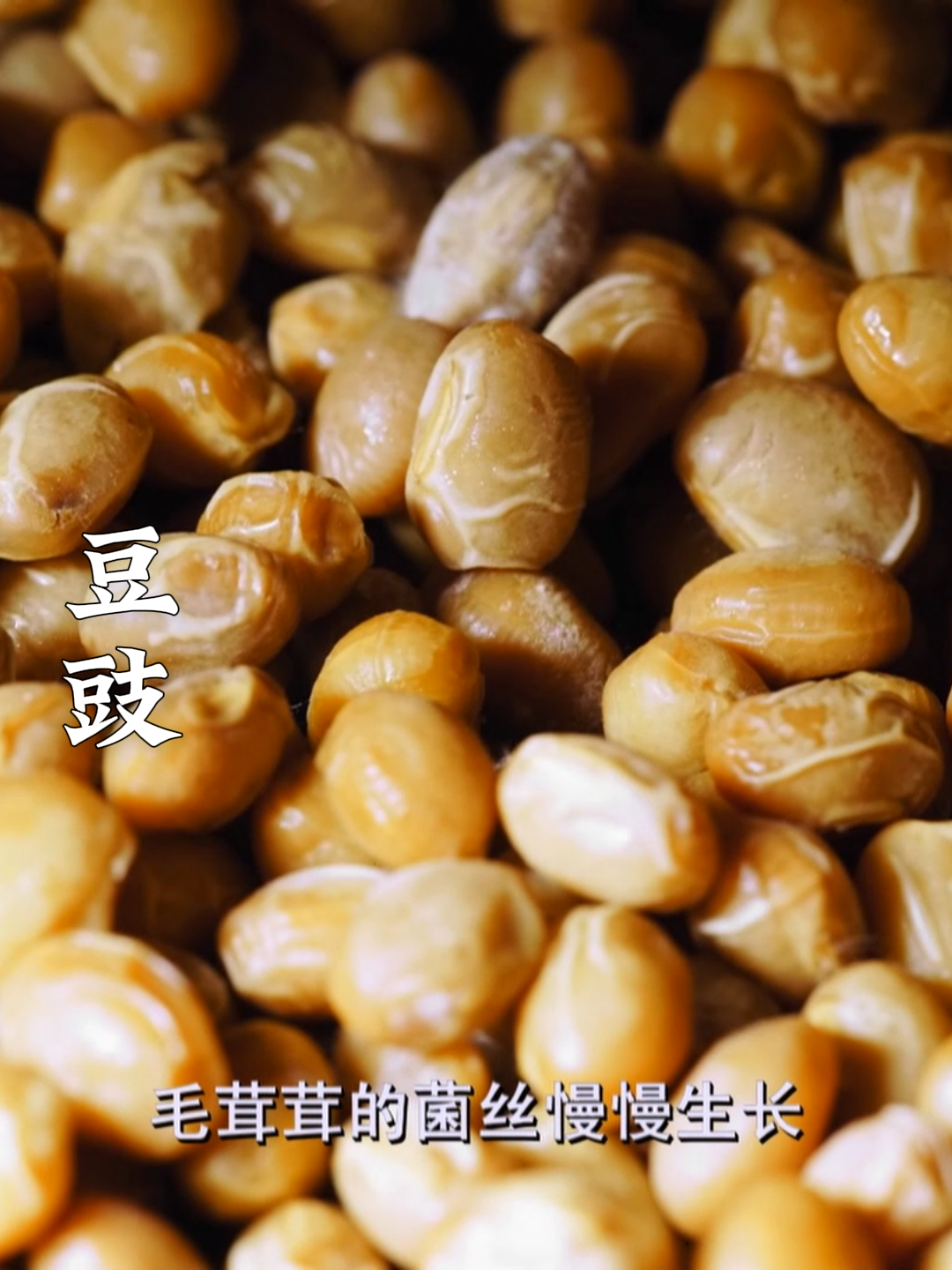其实不是发霉，是豆豉的制作需要使用有益霉菌进行发酵~