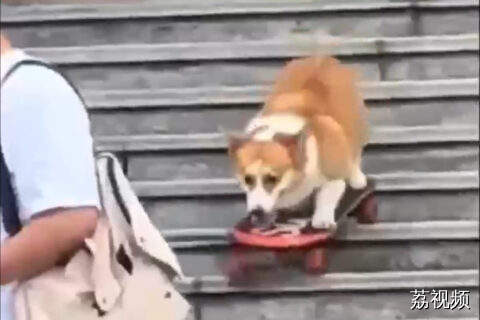 柯基踏着滑板从楼梯上滑下来