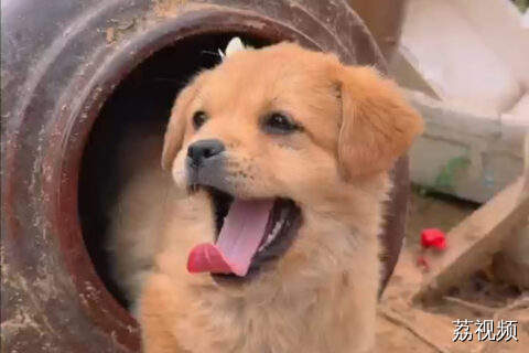 当狗狗遇到蝴蝶