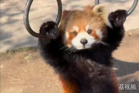 吊环可不是白拉的!苹果拿来~
