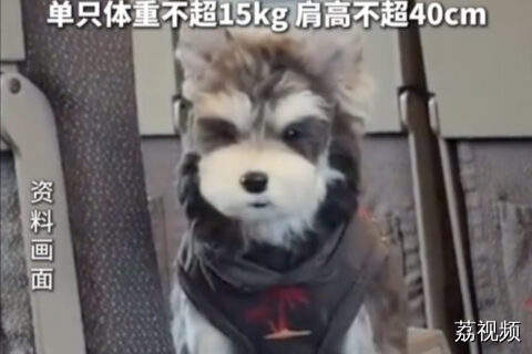 铲屎官福音：宠物猫狗可乘高铁