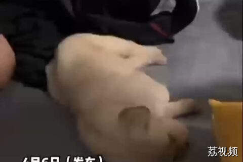 主人上一秒刚刚叫醒小狗下一秒嘴已经在饭盆里了