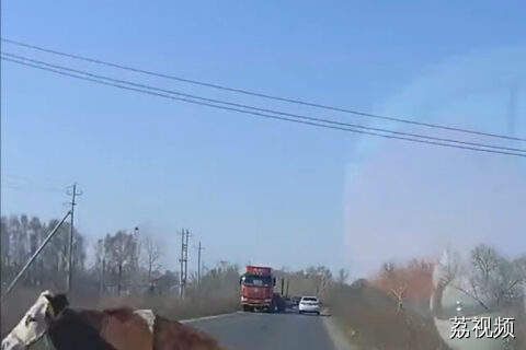 男子行车遇“天降飞牛”