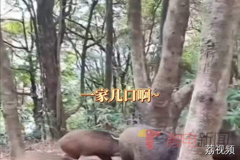 野猪拖家带口“卖萌”讨食，景区：建议不要投喂