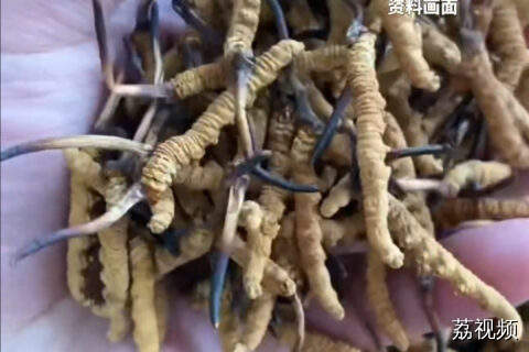 男子在祁连山非法收购5632根冬虫夏草获刑