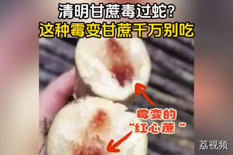 清明甘蔗毒过蛇？霉变甘蔗千万别吃