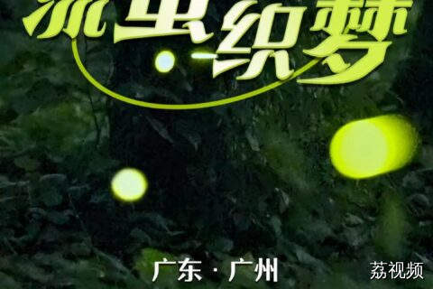 来华南植物园，共赴一场流萤织梦！