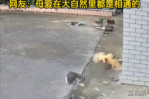 现实版“老鹰抓小鸡”