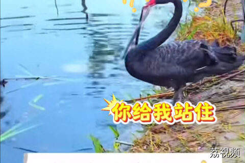 天鹅夫妇下水之前将垃圾打扫干净