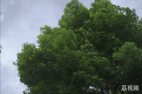农技数字短视频