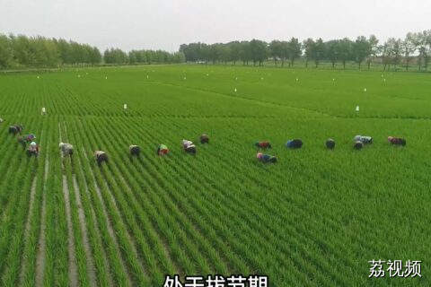 本周强降水频繁，农业防范要点早知道