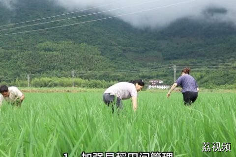 我省进入“龙舟水”时期，农业生产需做好防御！